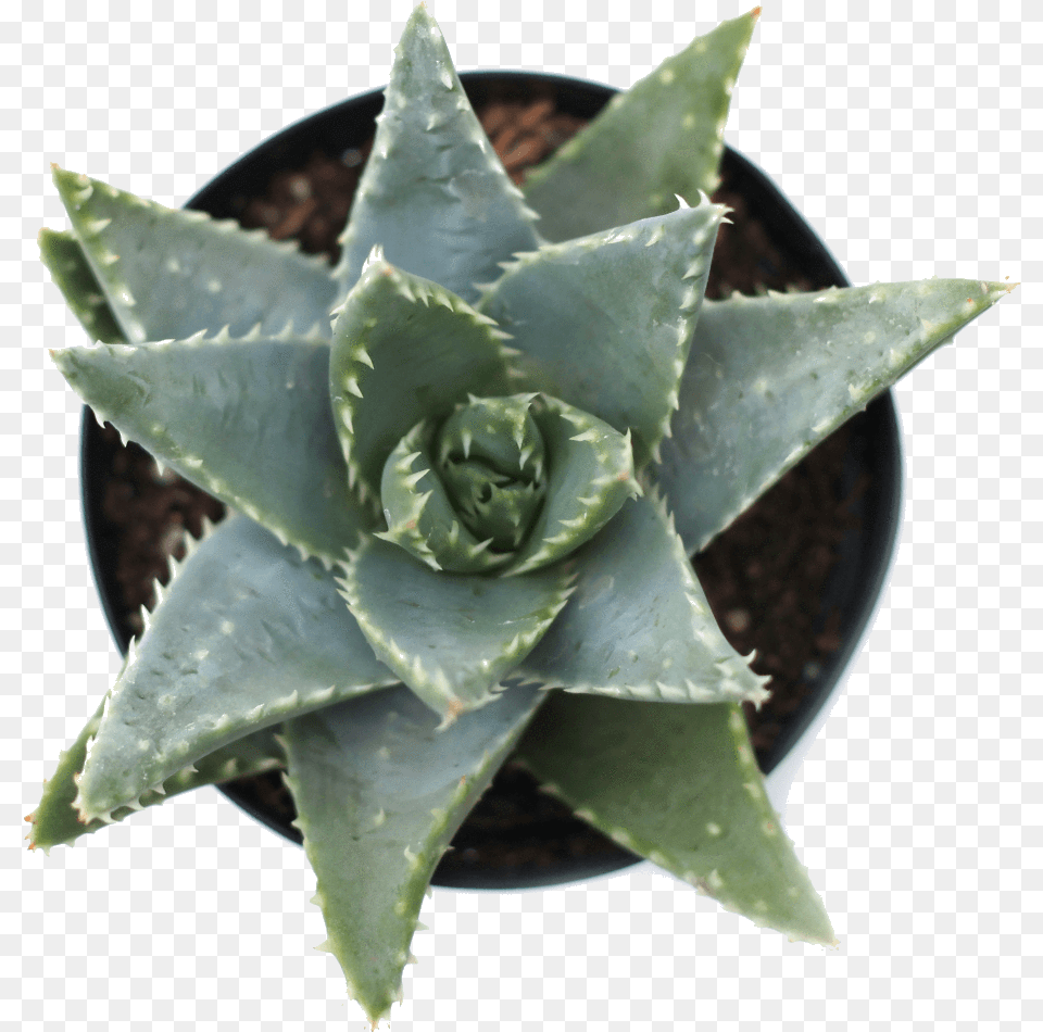 Agave, Aloe, Plant, Flower, Rose Free Transparent Png