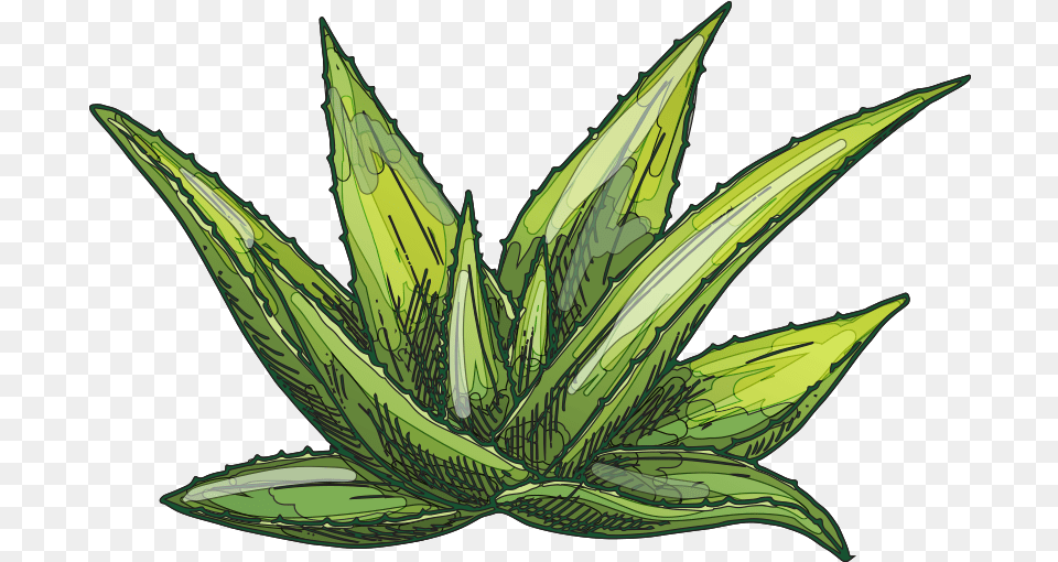 Agave, Aloe, Plant, Animal, Fish Free Transparent Png