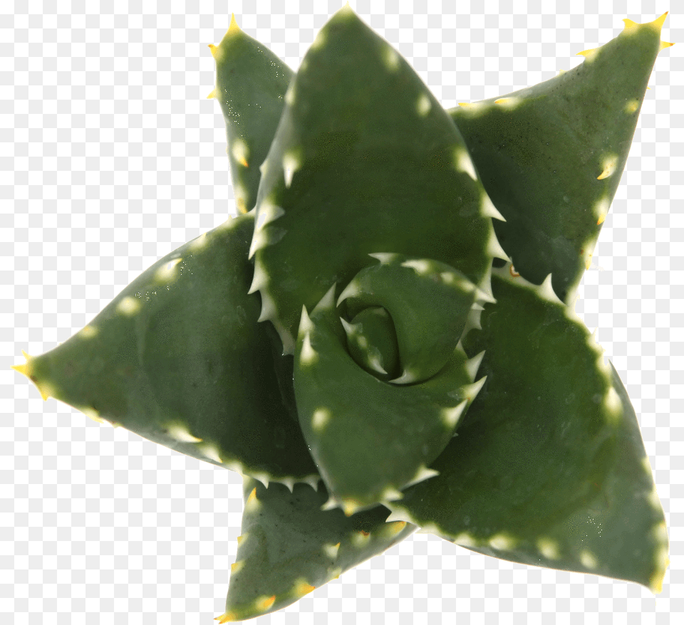 Agave, Plant, Aloe, Leaf Free Png