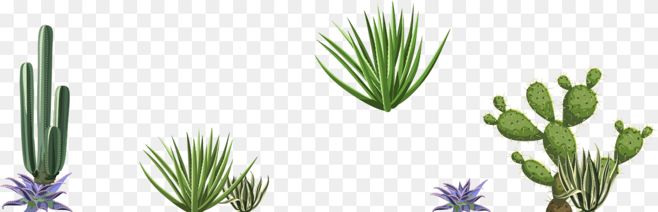 Agave, Plant, Flower, Grass Free Transparent Png