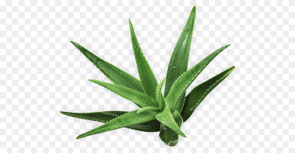 Agave, Aloe, Plant Free Transparent Png