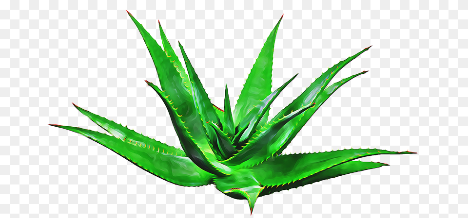 Agave, Aloe, Plant Png