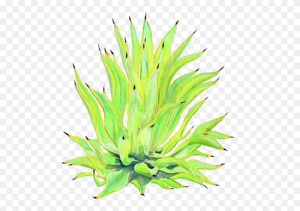 Agave, Plant, Agavaceae Png Image