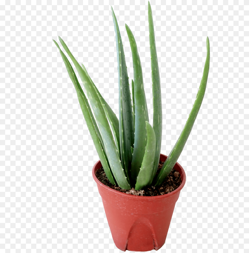 Agave, Plant, Aloe Png Image