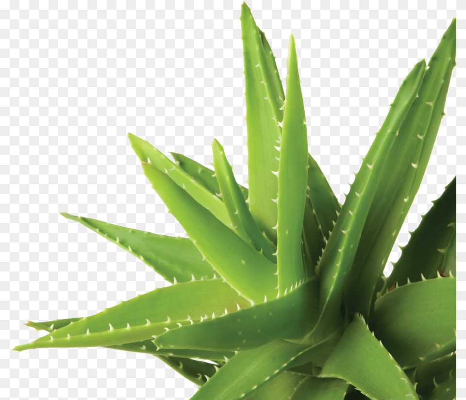 Agave, Aloe, Plant, Clothing, Glove Free Png