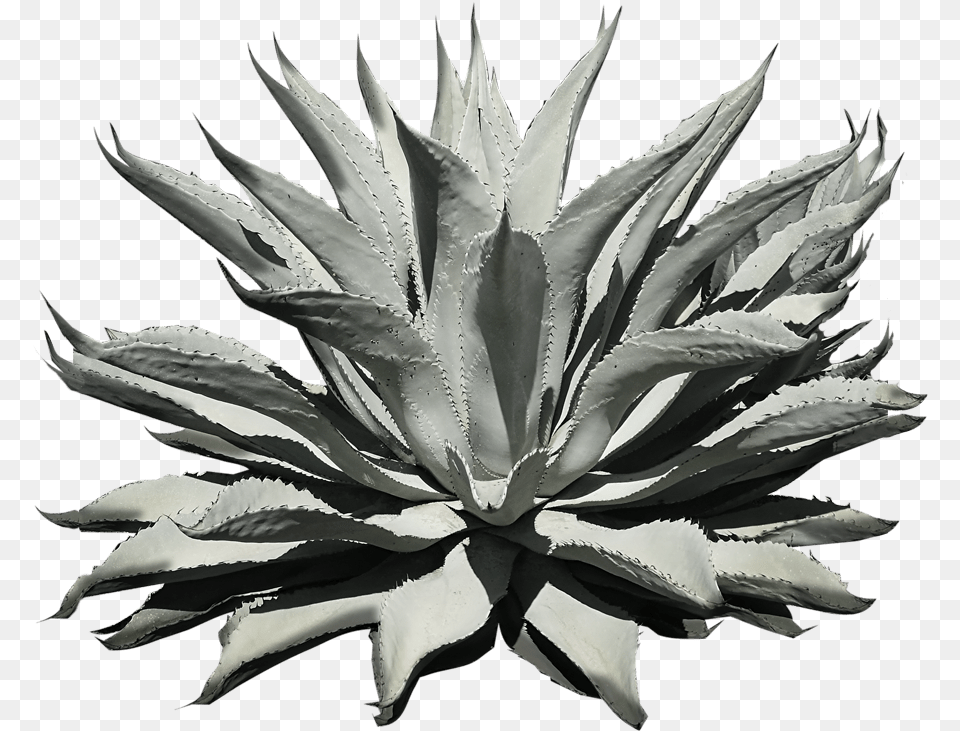 Agave, Plant, Agavaceae, Aloe Free Transparent Png