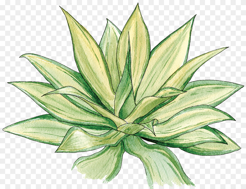 Agave, Agavaceae, Leaf, Plant, Art Png Image