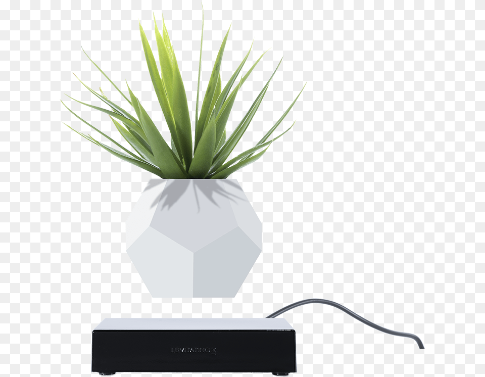 Agave, Jar, Plant, Planter, Potted Plant Free Png Download
