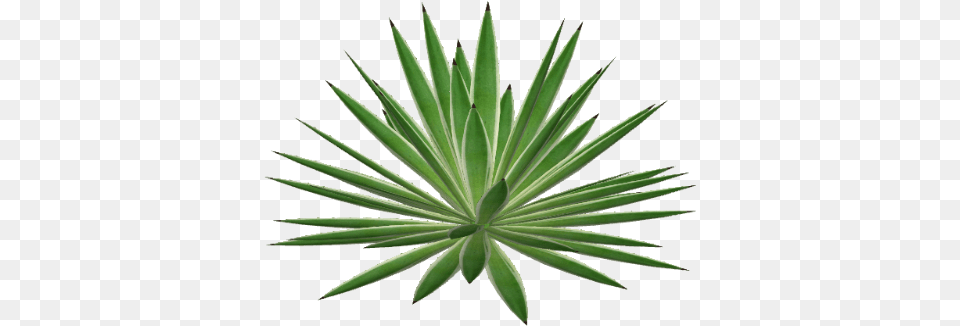 Agave 3 Image Herbaceous Plant, Agavaceae, Aloe Png