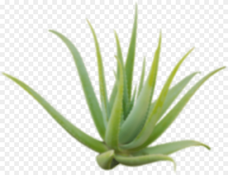 Agave, Aloe, Plant Png