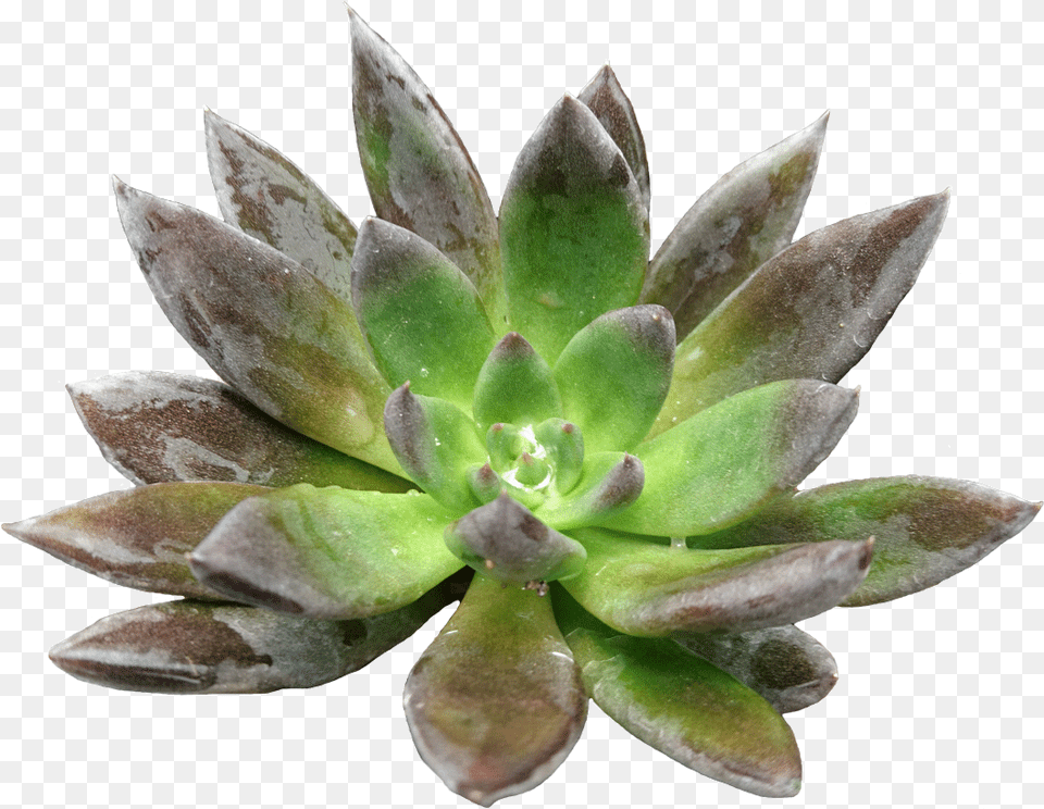 Agave, Plant, Leaf, Flower Free Png