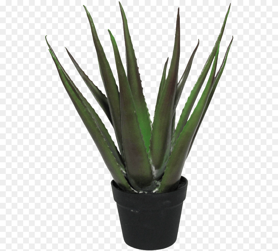 Agave, Plant, Aloe Free Png Download