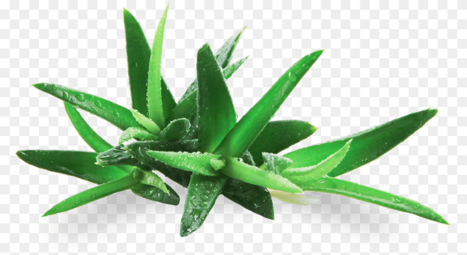 Agave, Aloe, Plant Png