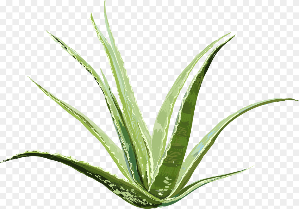 Agave, Plant, Aloe Png Image