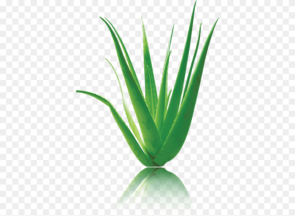 Agave, Aloe, Plant Free Transparent Png