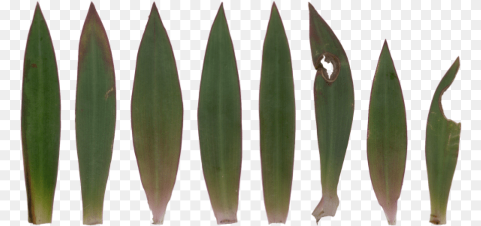 Agave, Leaf, Plant, Weapon, Spear Free Png Download