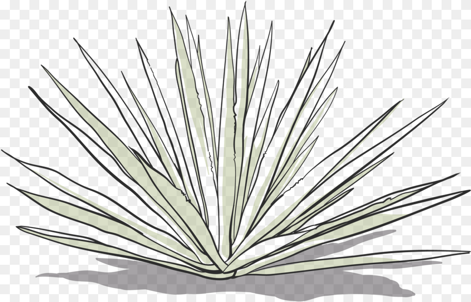 Agave Agave Azul, Agavaceae, Grass, Plant Free Png