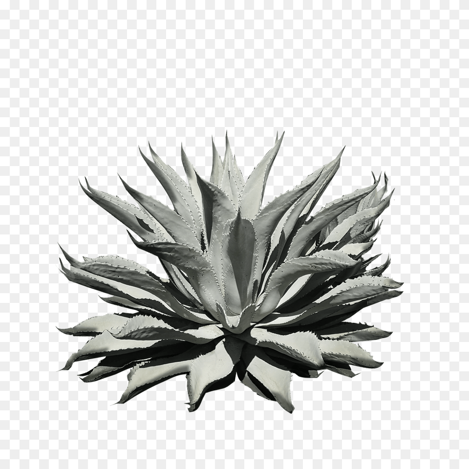 Agave Ambassador Aliassmith, Agavaceae, Plant Png Image