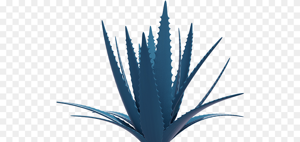 Agave Azul 1 Image Maguey, Aloe, Plant Png