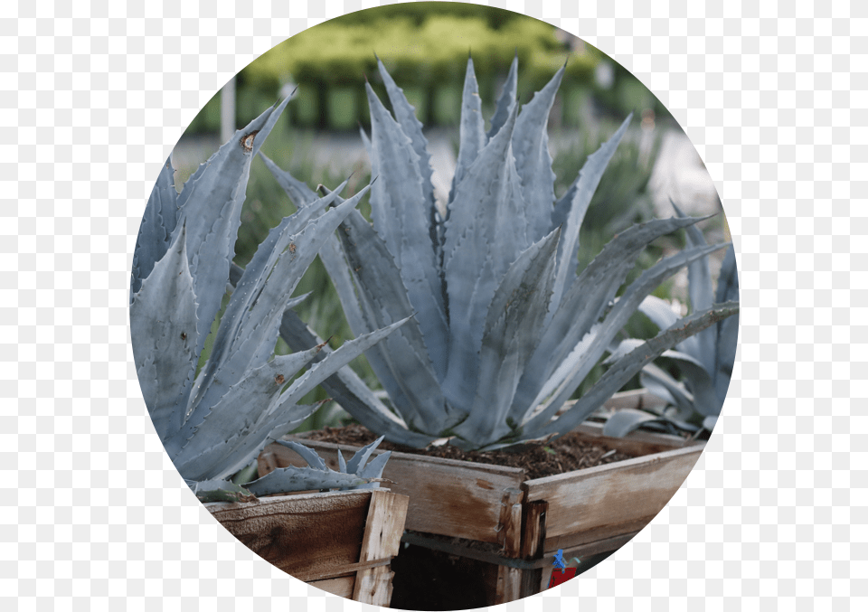 Agave Azul, Plant, Aloe Png Image