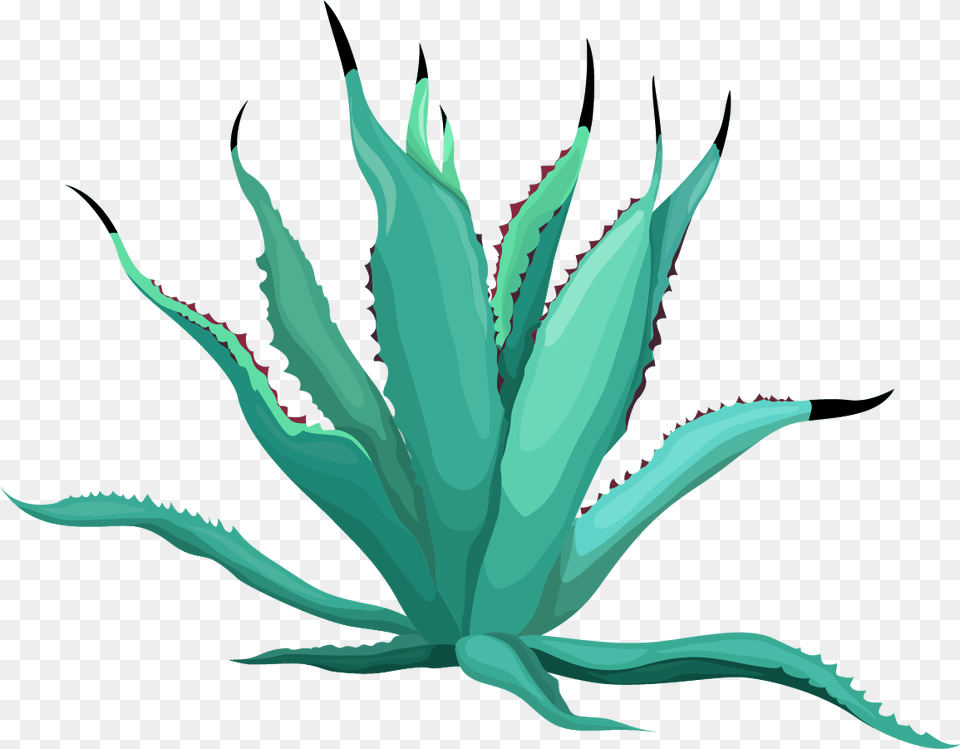 Agave Azul, Aloe, Plant Free Png Download