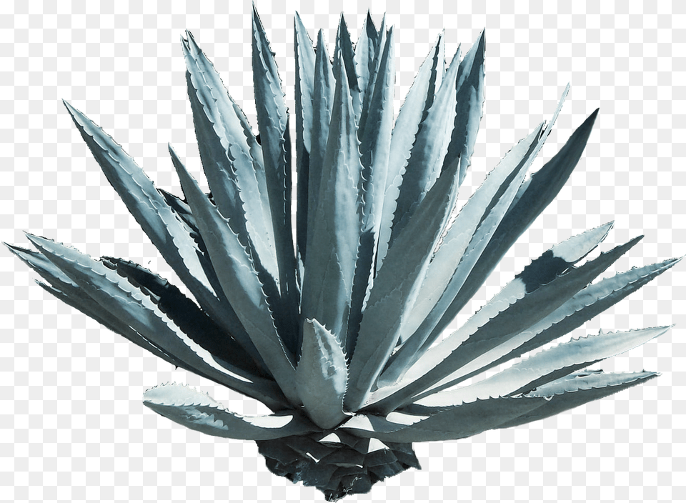 Agave Azul, Plant, Agavaceae, Aloe Png