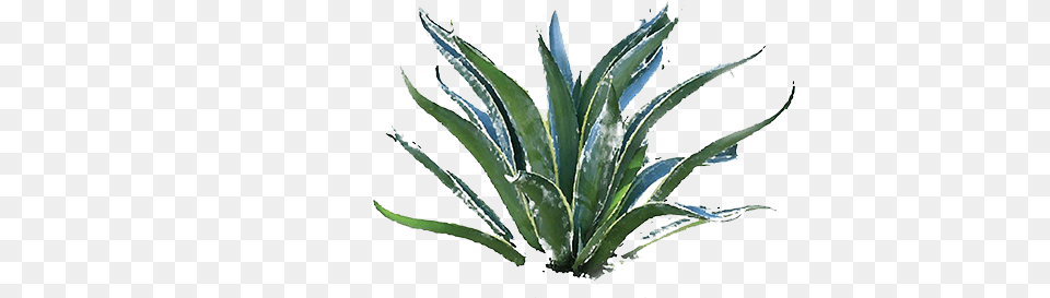 Agave Azul, Plant, Agavaceae, Aloe Free Transparent Png