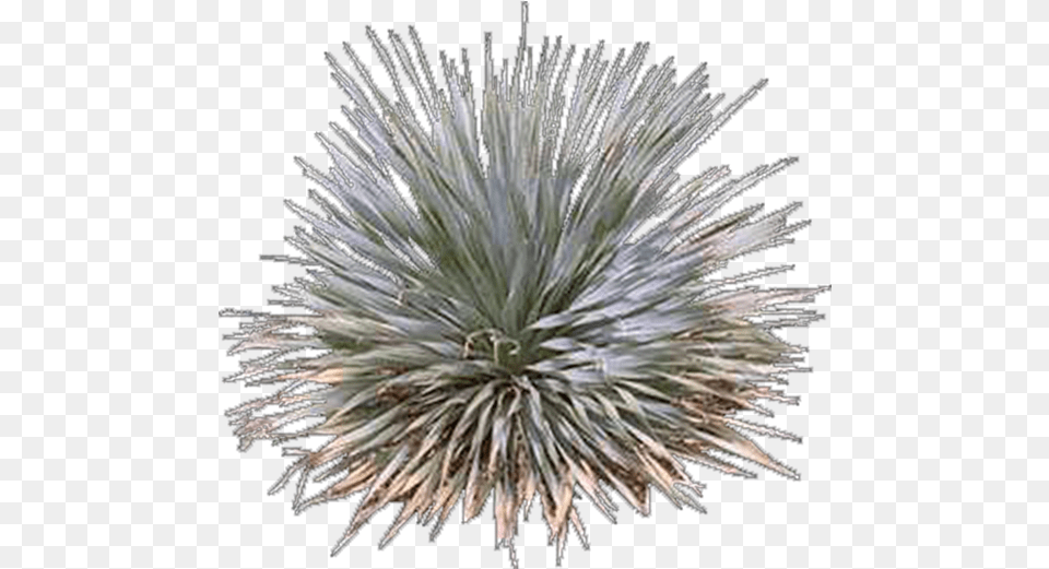 Agave Azul, Plant, Agavaceae, Flower Free Png Download