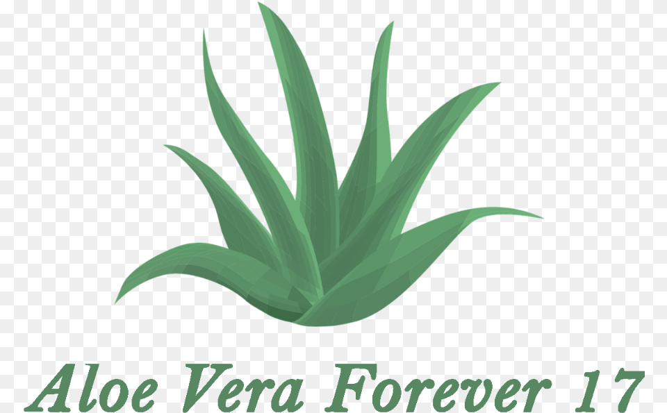 Agave Azul, Aloe, Plant, Leaf Free Png Download