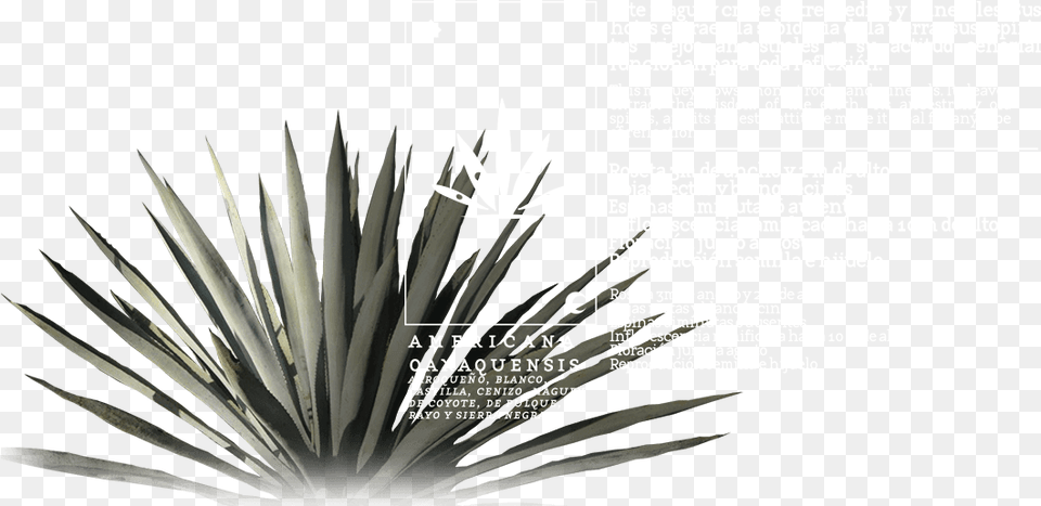 Agave Azul, Agavaceae, Plant Free Png