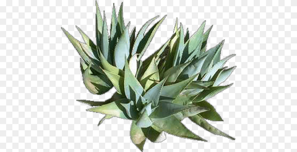 Agave Azul, Plant, Aloe Free Png Download