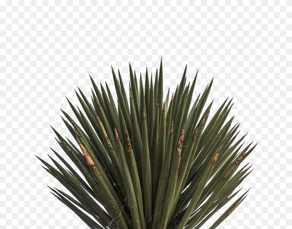 Agave Azul, Agavaceae, Plant Png Image