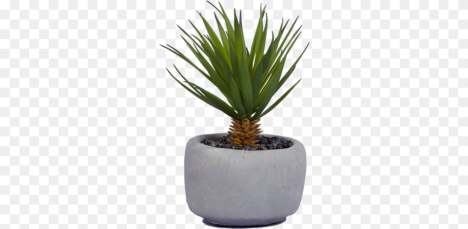 Agave Azul, Plant, Potted Plant, Aloe Free Png Download