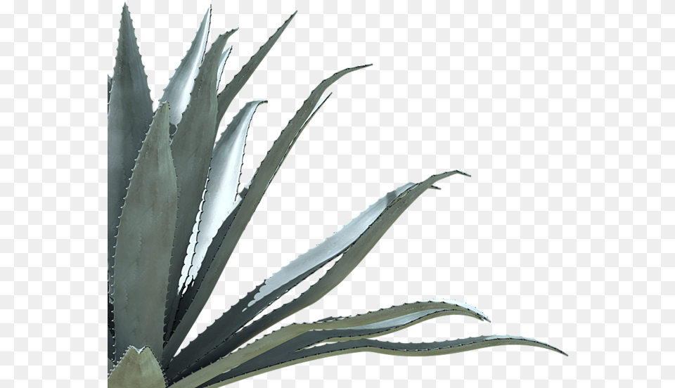 Agave Azul, Aloe, Plant Free Transparent Png