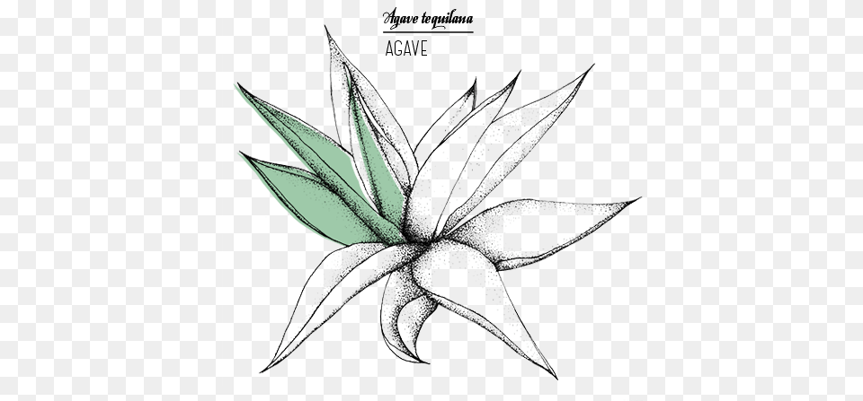Agave Azul, Leaf, Plant, Art, Aloe Free Transparent Png