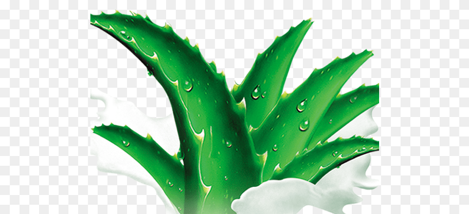 Agave Azul Agave, Leaf, Plant, Aloe, Green Png