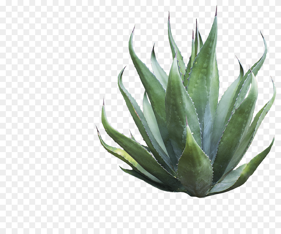 Agave Azul Agave, Plant, Aloe Free Png Download
