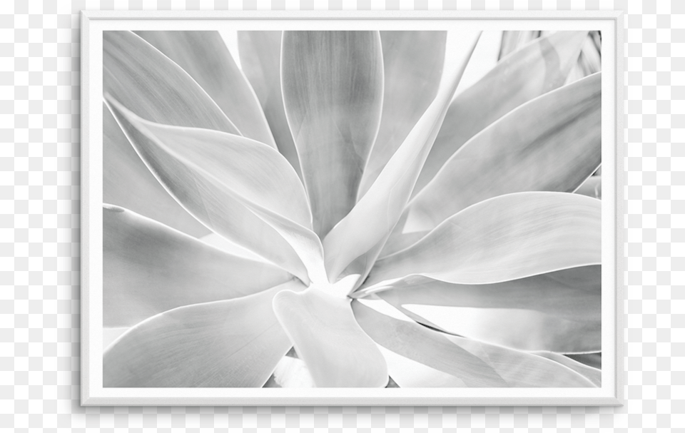 Agave Black Amp White Mural, Flower, Petal, Plant, Person Png