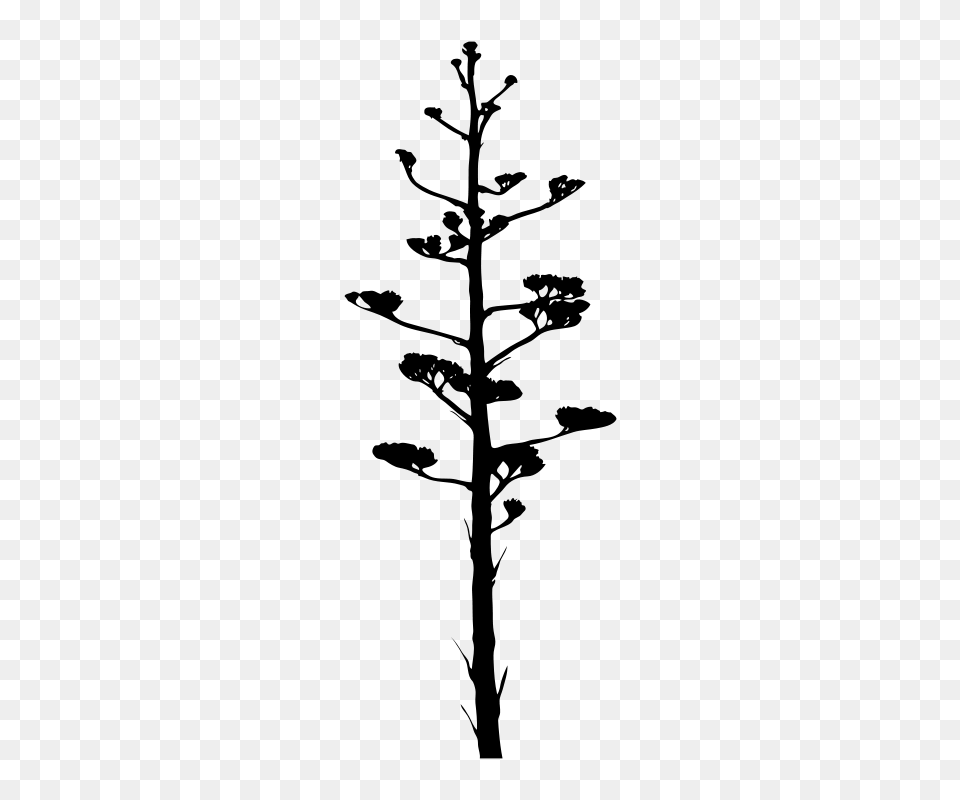 Agave Bloom, Gray Free Png