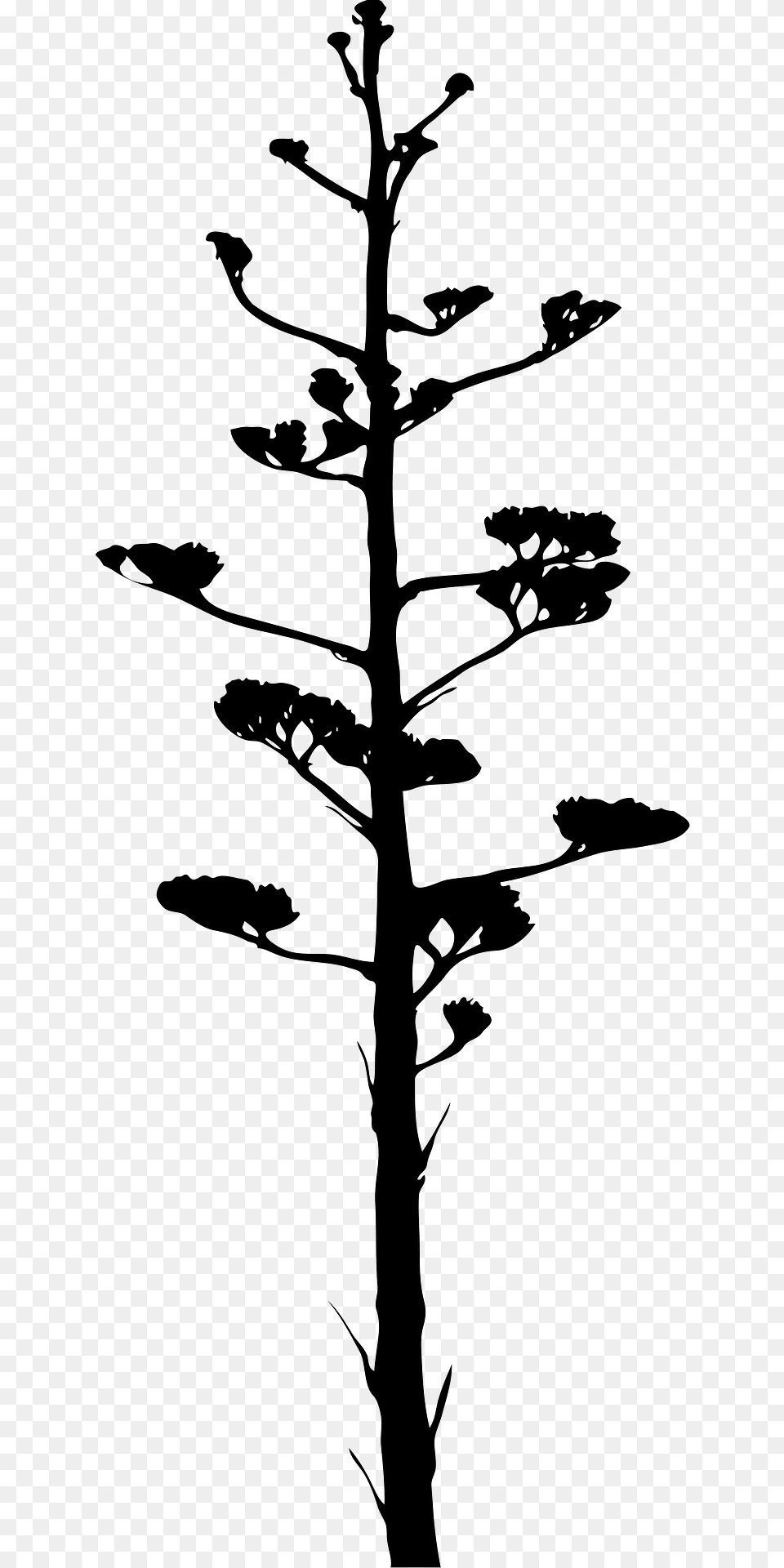 Agave Bloom Silhouette, Plant, Tree, Leaf, Person Png