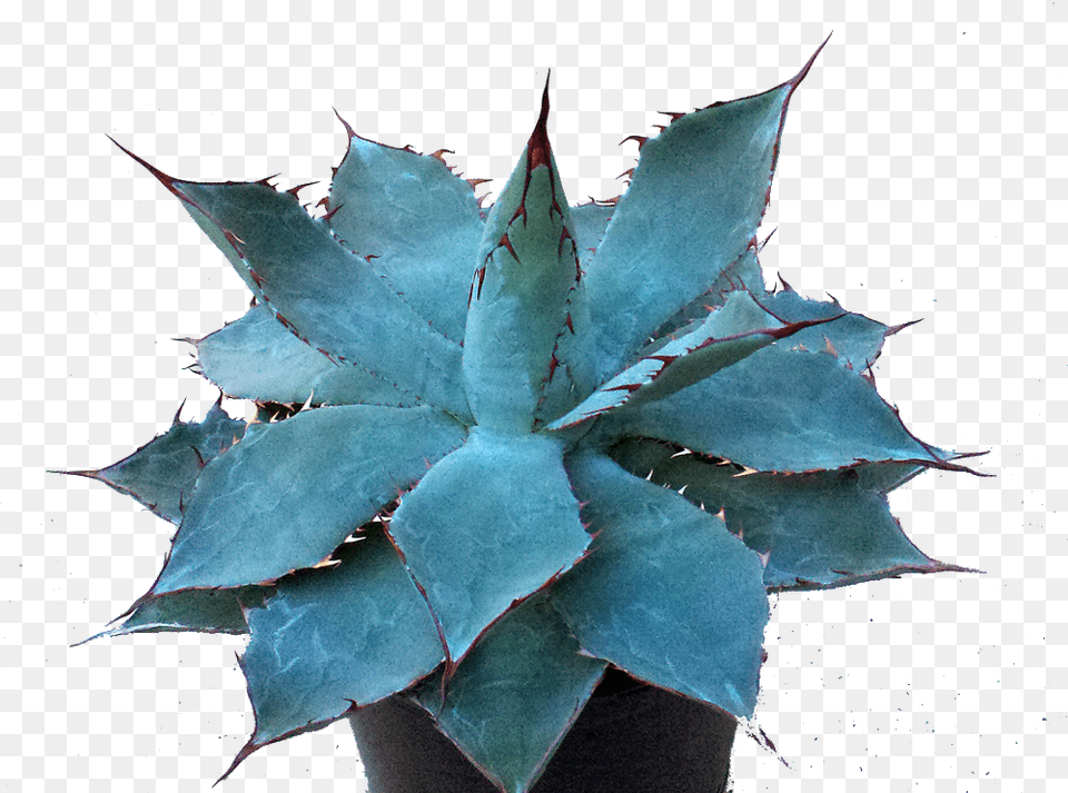 Agave Guadalajarana Agave Azul, Leaf, Plant, Aloe, Animal Png