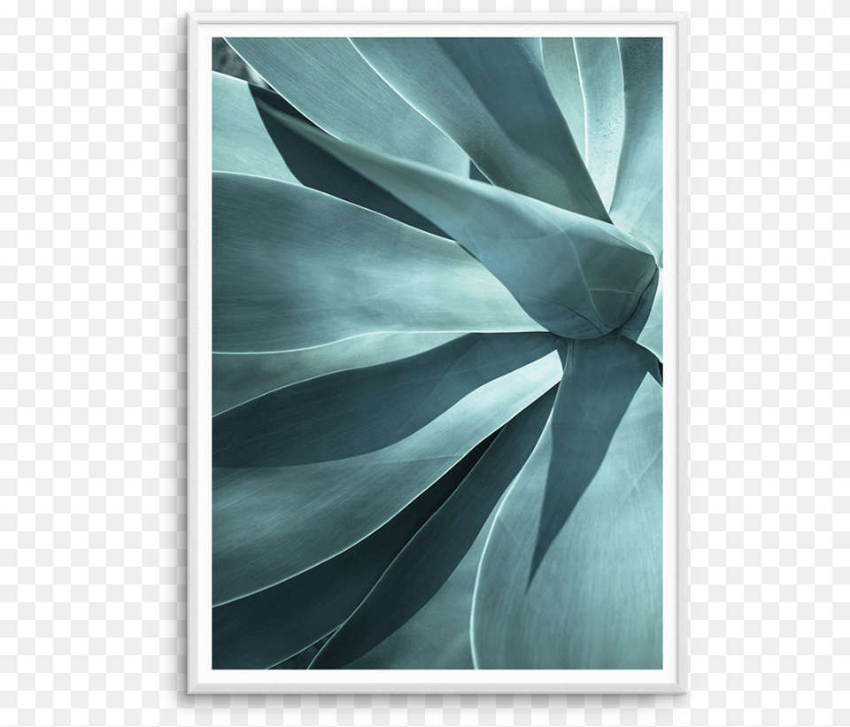 Agave I Agave, Agavaceae, Plant, Aloe, Person Free Png Download