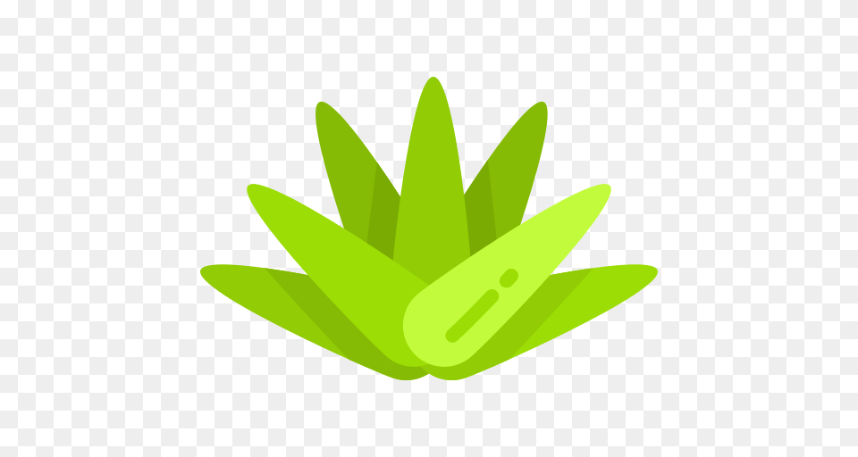 Agave Icons And Graphics, Green, Plant, Leaf, Aloe Free Png