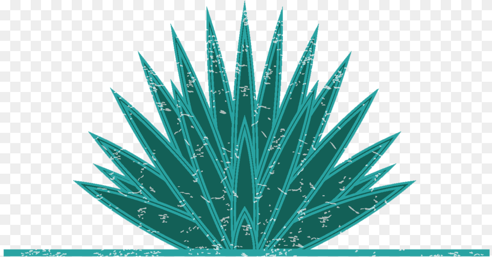 Agave Mock 2018 Agave, Turquoise, Plant, Agavaceae, Grass Png