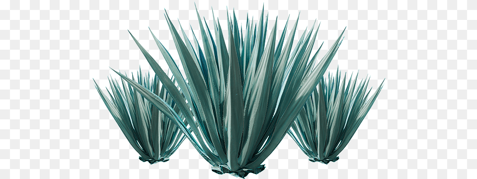 Agave Plant Azul Grass Leaf Agave Tequilana, Agavaceae Free Png