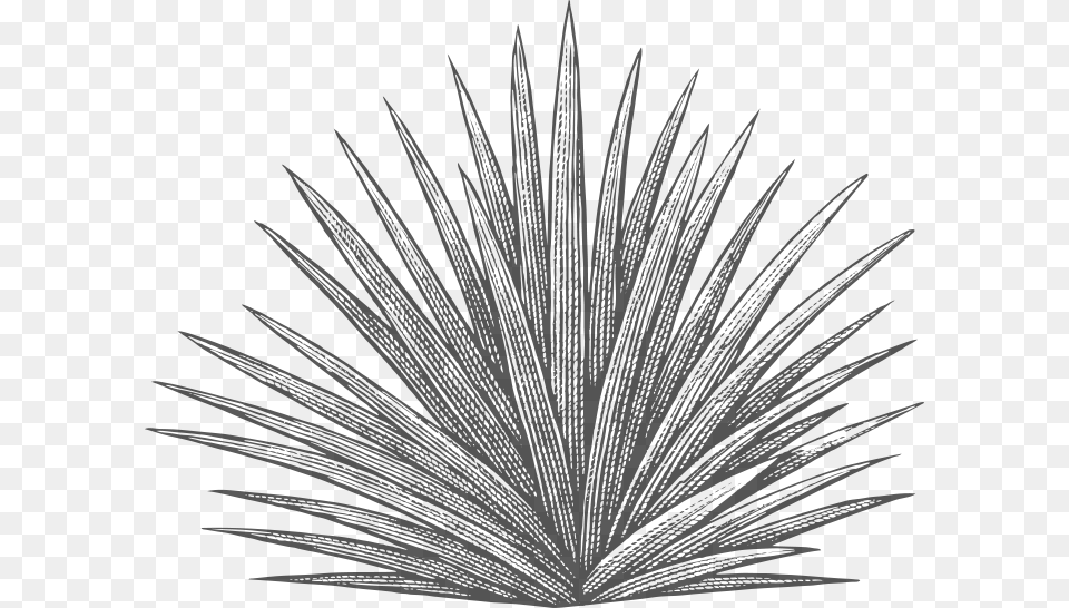 Agave Plant Black And White, Agavaceae Free Transparent Png