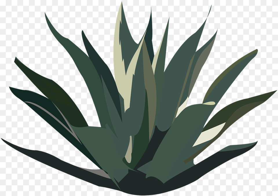 Agave Plant Tequila, Agavaceae, Aloe, Animal, Fish Png Image