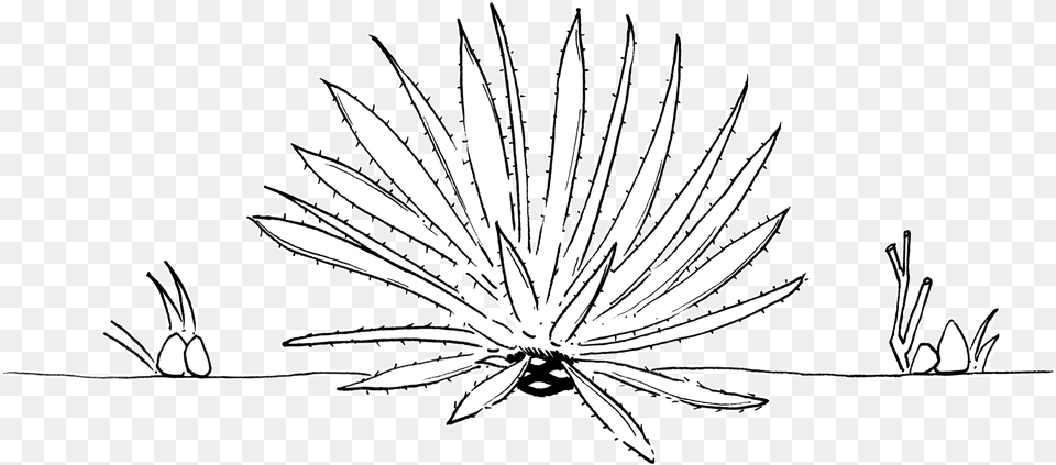 Agave Rhodacantha Argave Line Drawing, Daisy, Flower, Plant, Art Free Png