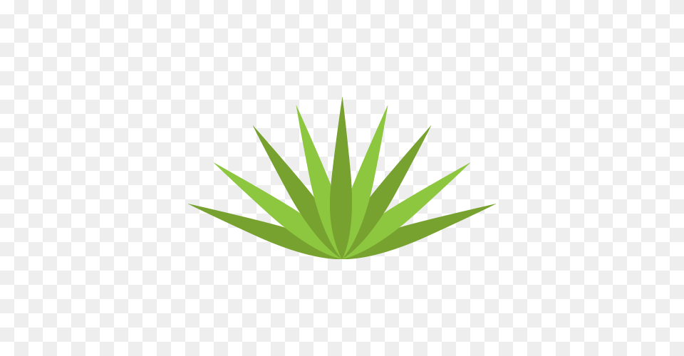 Agave Succulent Wall Decal In Products Decals, Leaf, Plant, Aloe Free Transparent Png