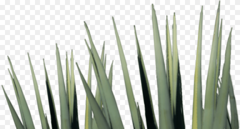 Agave Tequila Agave Tequila, Grass, Plant, Agavaceae, Food Png